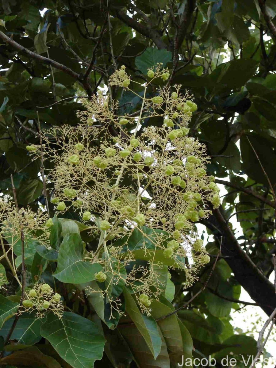 Tectona grandis L.f.